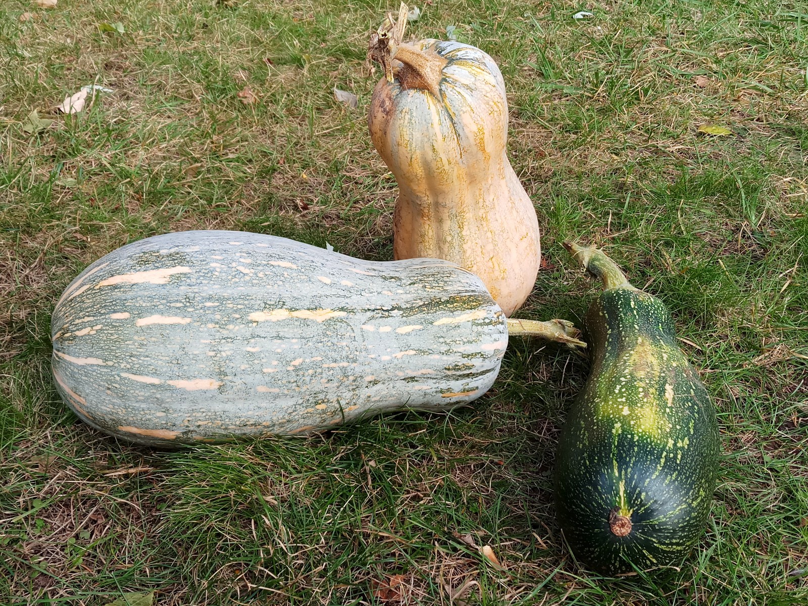 Rare Chinese Pumpkin 中国南瓜: 12 Organic Heirloom Seeds – Healthy, Sweet & Tender
