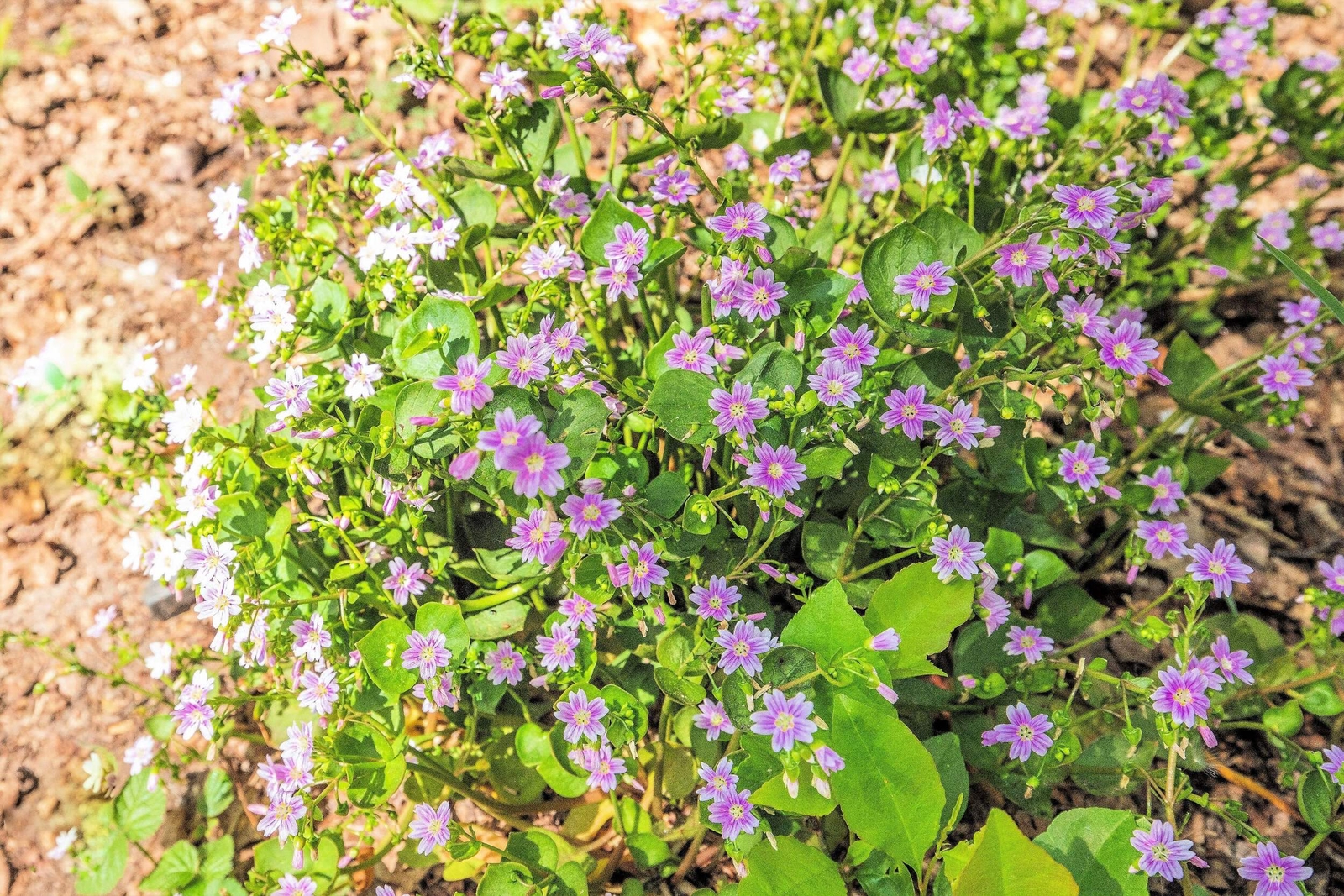 20 SIBERIAN SPRING BEAUTY Claytonia Sibirica Purslane Pink Shade Flower Seeds
