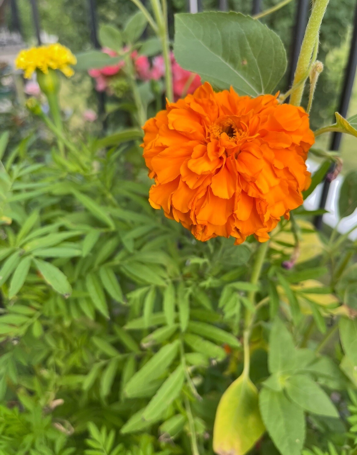 Marigold Seeds – 1 Cup – Fast-Growing & Easy to Care For! 🌼🌱