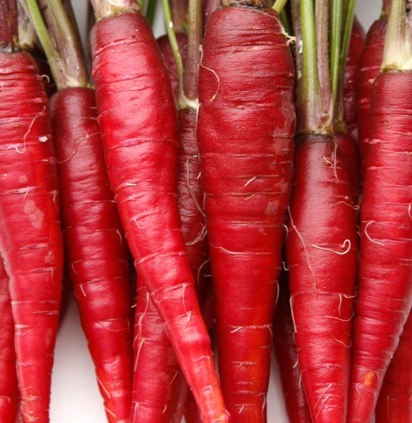 RED CARROT SEEDS 500+ “ATOMIC” vegetable GARDEN plants NON-gmo FREE SHIPPING