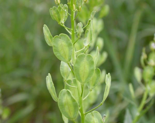Field Pennycress Seed ~ thlaspi arvense ~ 300 to 25,000 seeds