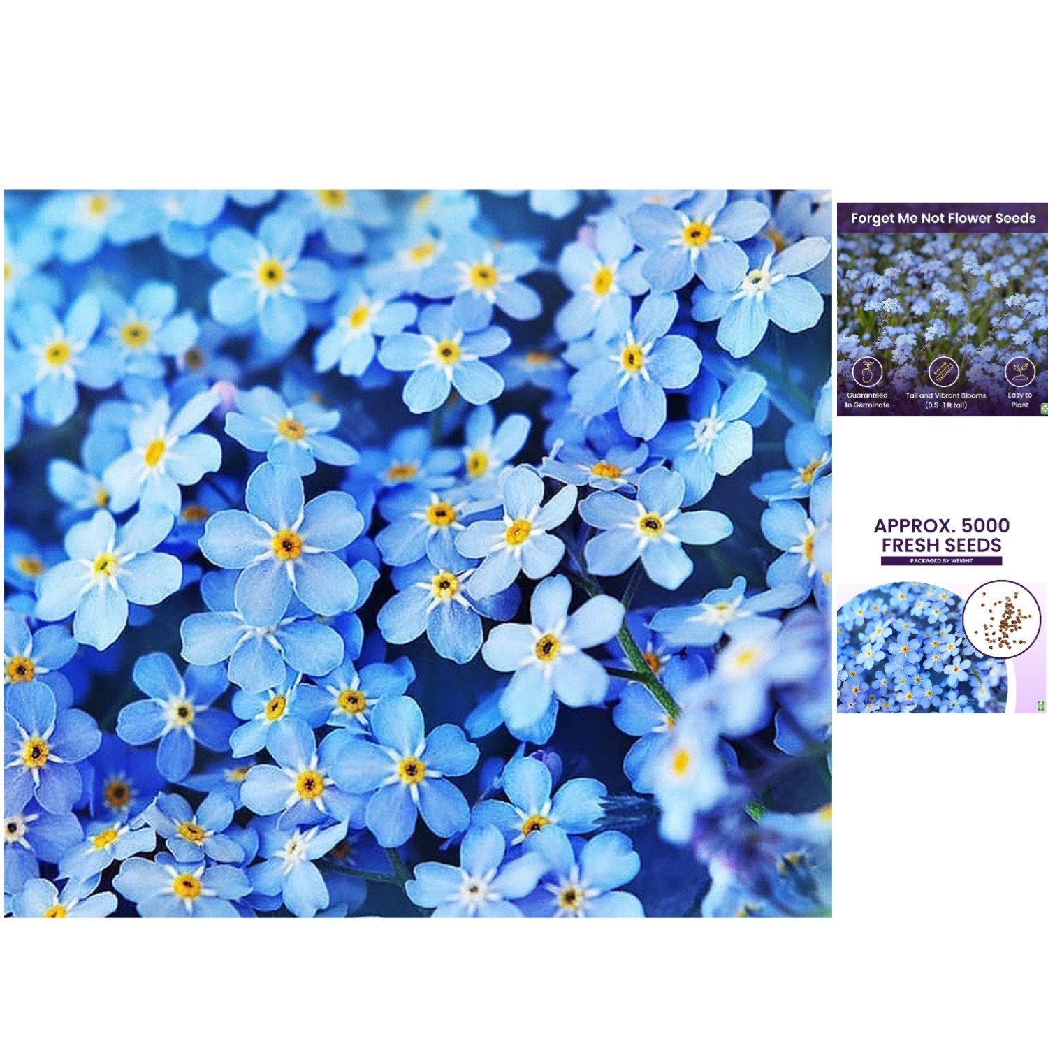 5000 Count Forget Me Not Seeds – Easy Care Blue Flowering Ground Cover for Parks