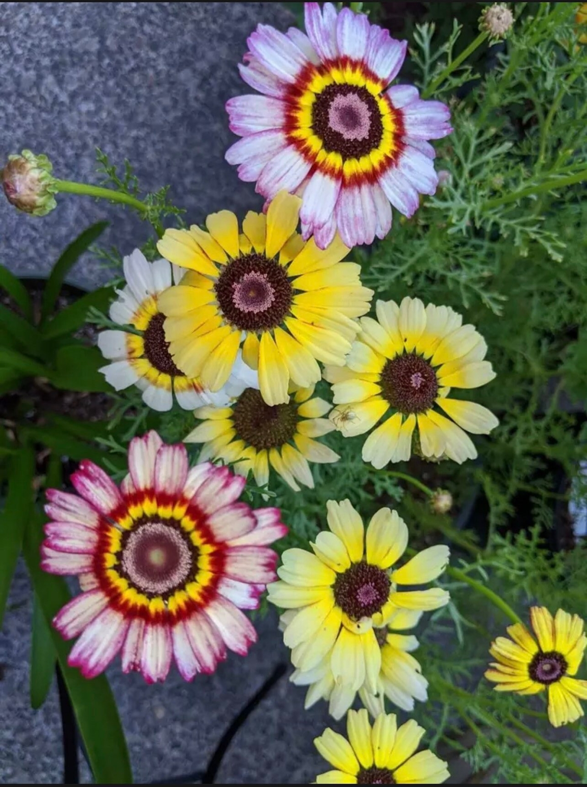 100+ Painted Mix Daisy Seeds | Colorful Rings Rainbow Paper Wild Flower Seed 20