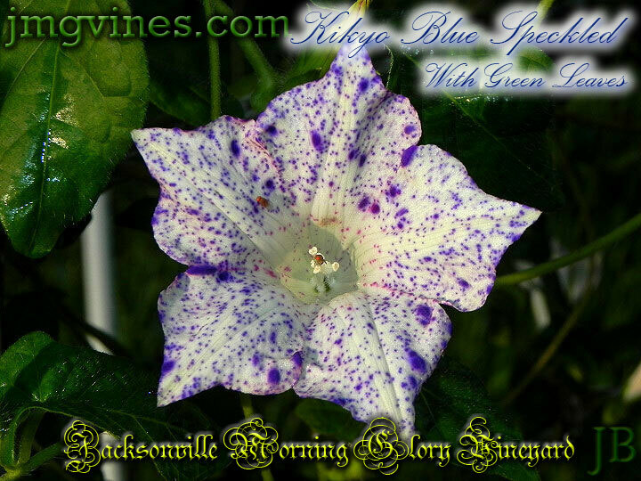 Kikyo Blue Speckled Green Leaves Japanese Morning Glory 6 Seeds