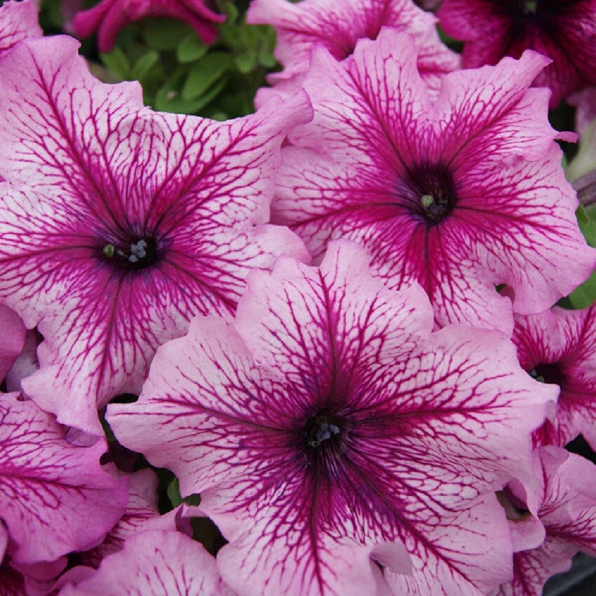 50 Petunia Seeds Petunia Limbo Orchid Vein Pelleted Seeds