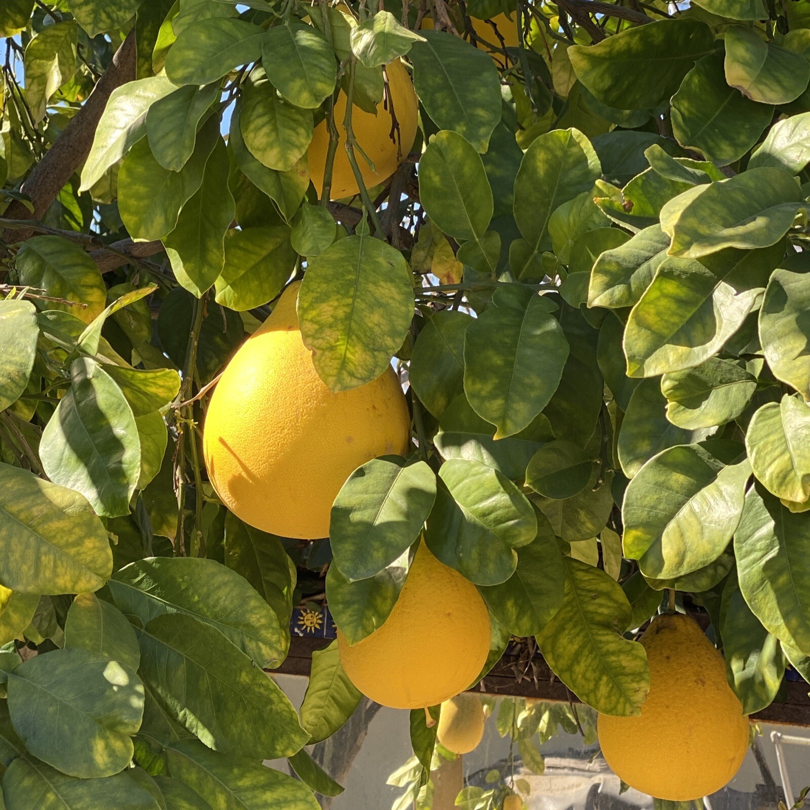 15 Seeds, Dry Giant Pummelo, Citrus, Pomelo Bưởi Năm Roi USA Seller