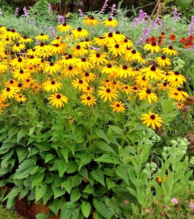 2001+BLACK EYED SUSAN Flower Seeds Perennial Native Wildflower Drought Heat Cold