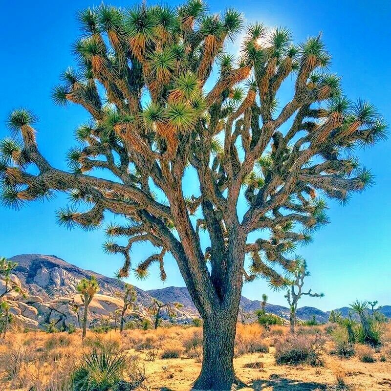 JOSHUA TREE SEEDS “Largest Yucca Plant” Cactus Cacti Succulent Palm Flower RARE!