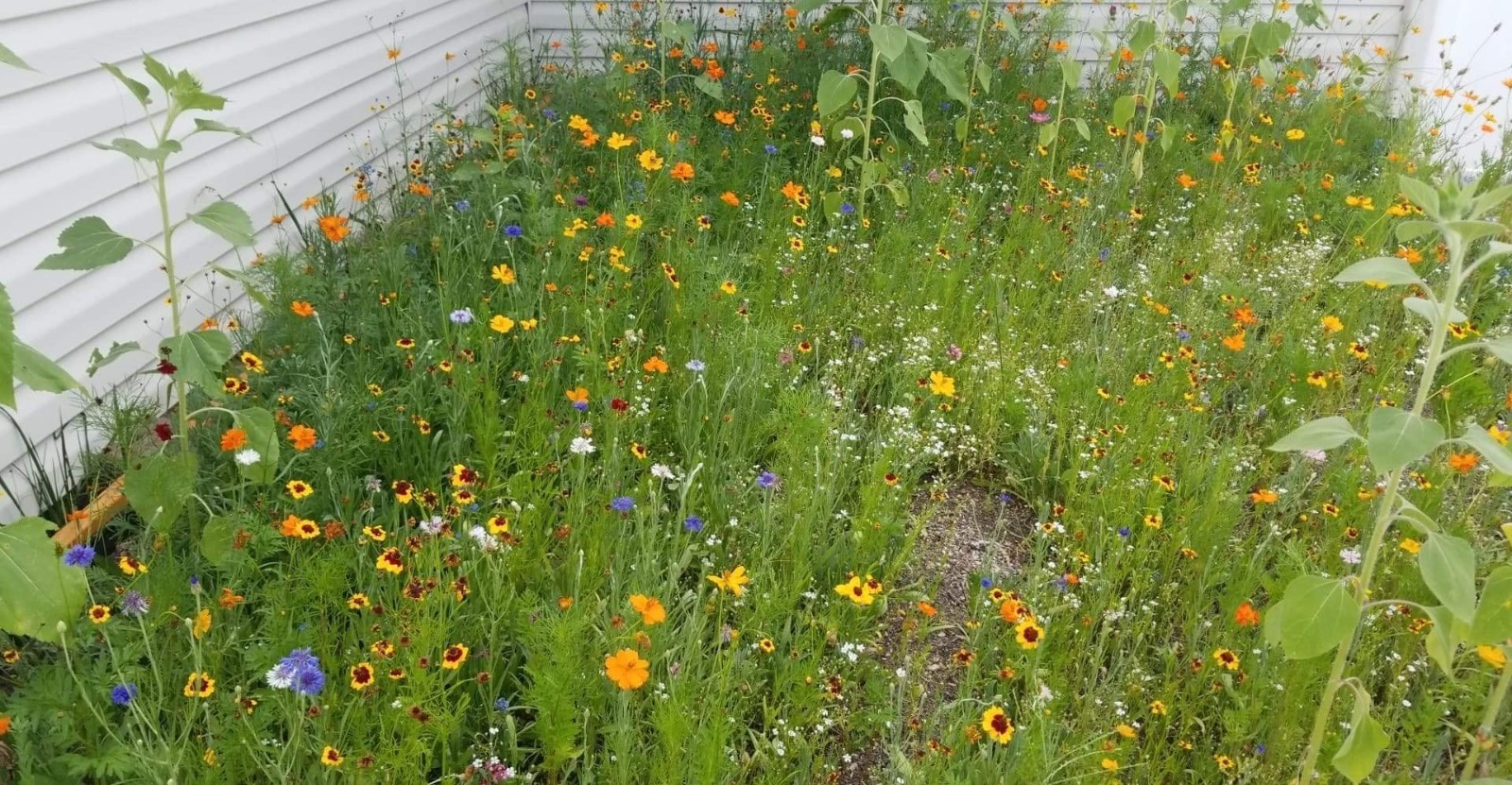 Wildflower Seeds Bulk 4 oz – 63,200+ Seeds, Non-GMO Perennial Mix for Pollina…