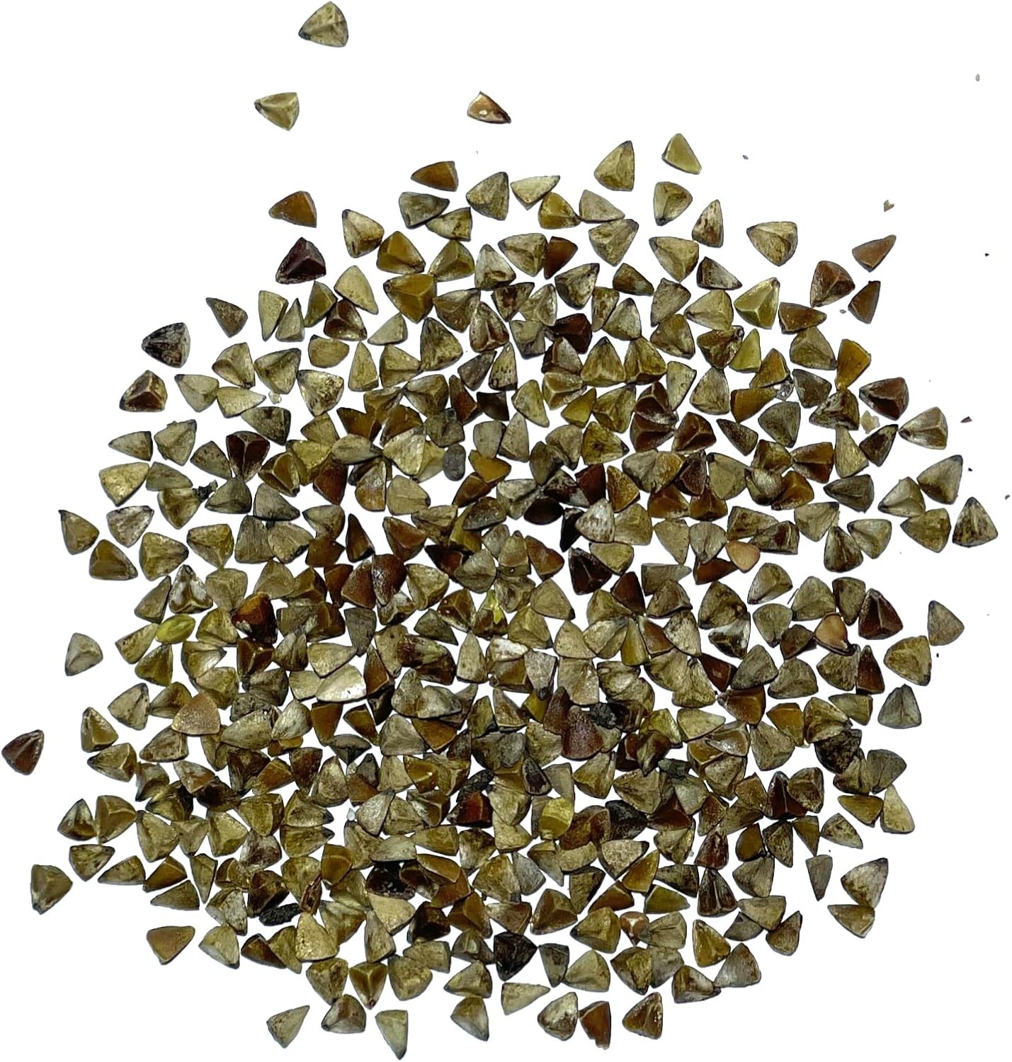 Bells of Ireland Seeds to Plant Green Annual Flowers 2 Packs