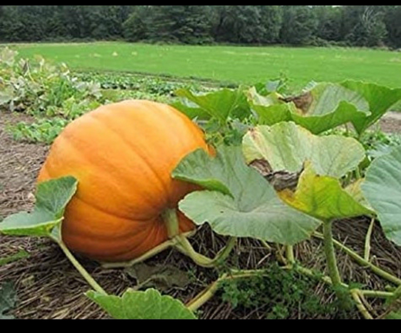 Pumpkin Connecticut Field Seeds, Traditional Pumpkin, Non-GMO, Free Shipping