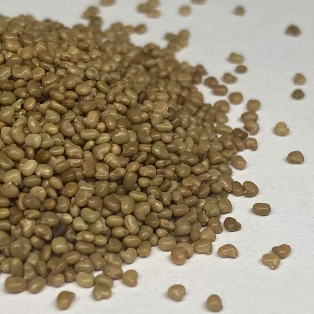 Purple Prairie Clover Seed (Dalea purpurea) ~Native Wildflower Pollinator Garden
