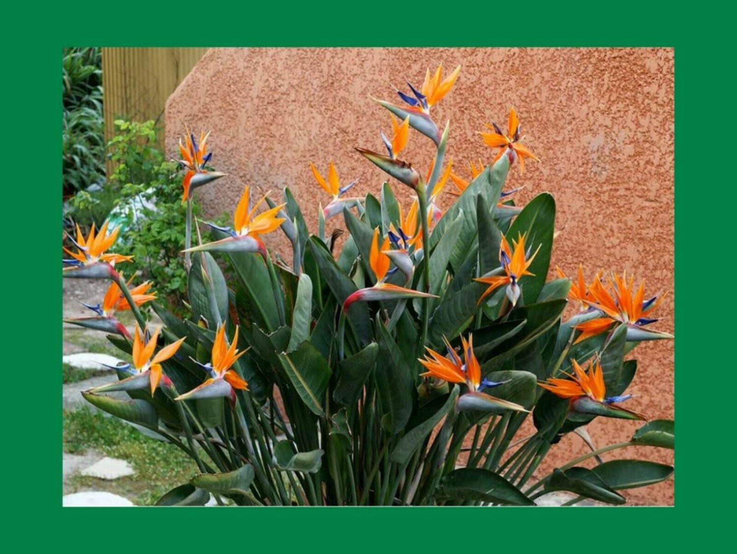 Bird of Paradise Strelitzia Reginae Seed. 5 Seeds. Free Shipping!