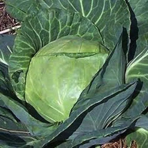 500+ Late Flat Dutch Cabbage Seeds — Heirloom — NON GMO — FRESH