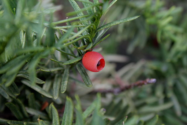 Japanese Yew, Taxus cuspidata capitata, Tree Seeds (Evergreen, Topiary)