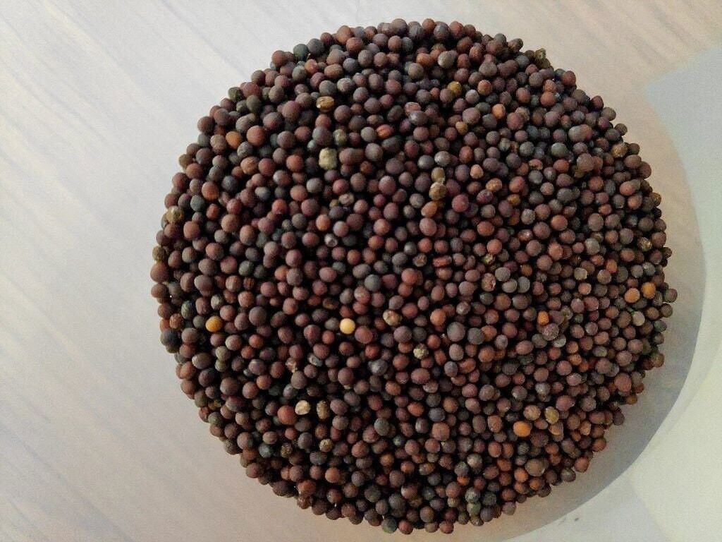 Black Mustard Seeds Heirloom Non-GMO, Garden Seed Pack, Tracking Included