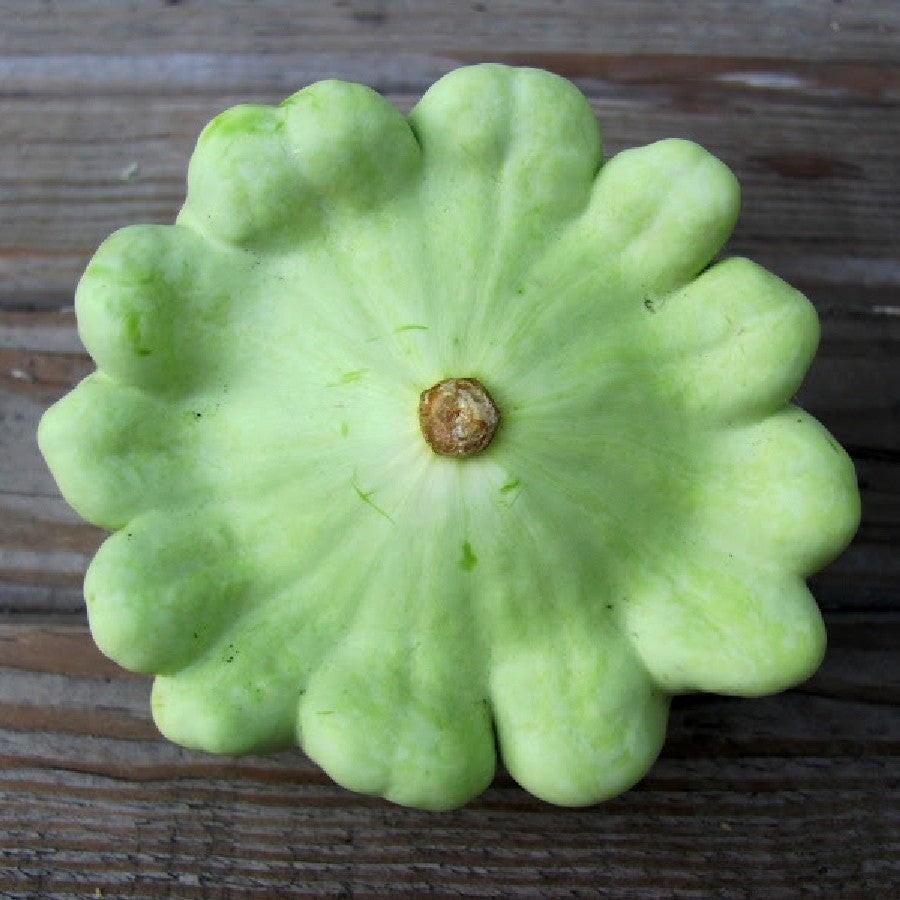 Benning’s Green Tint Patty Pan Seeds | Heirloom Bush Scallop Summer Squash 2024