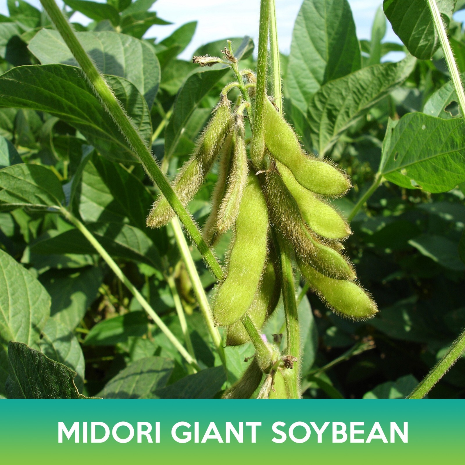 Midori Giant Soybean Seeds