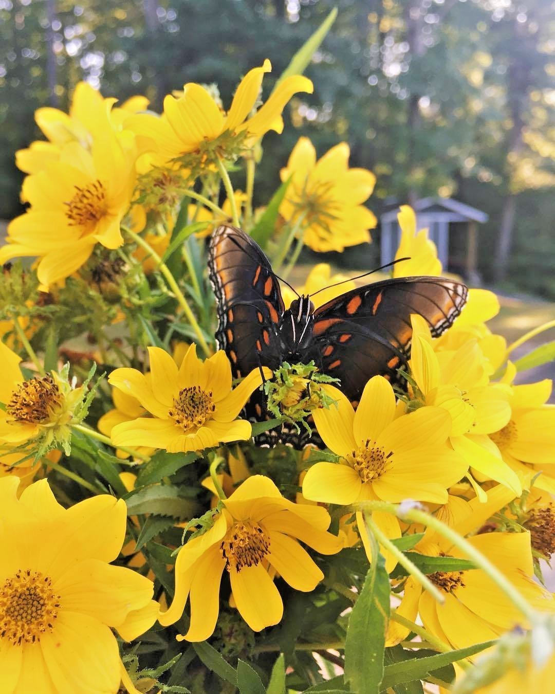 100+SWAMP MARIGOLD Seeds Tickseed Native Wildflower Shrub Bush Flowers Fast Easy