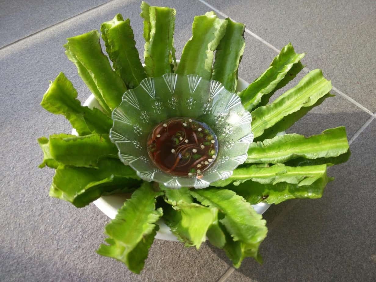 Winged Bean Seeds | Dragon Goa Asparagus Sigarilyas Chathura Payar Seed 2023