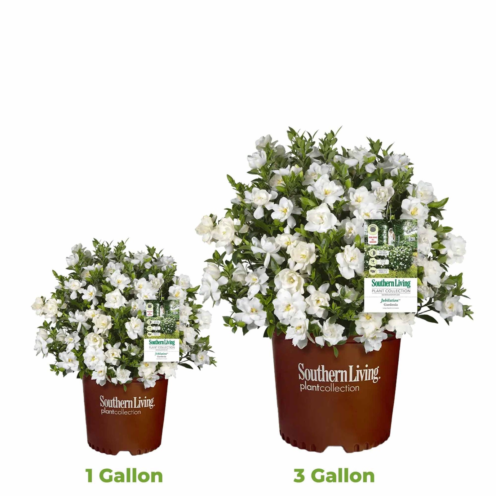 Jubilation Gardenia by Southern Living in 1 Gal. Grower’s Pot | Fragrant, Com…