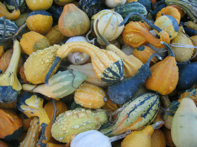 Gourd Seed: Small Fancy mix Gourd Seeds Fresh Seed