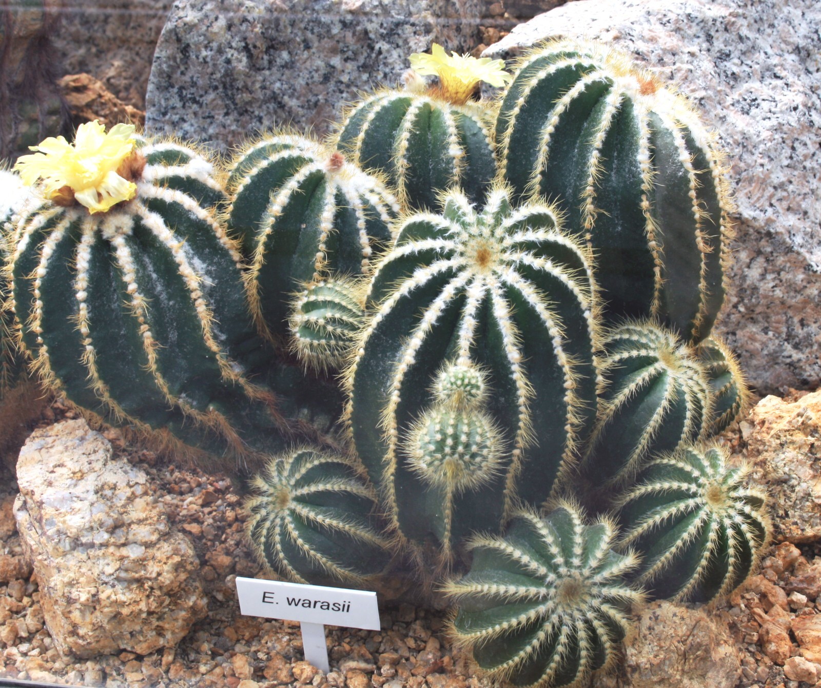 Parodia warasii 25 Seeds