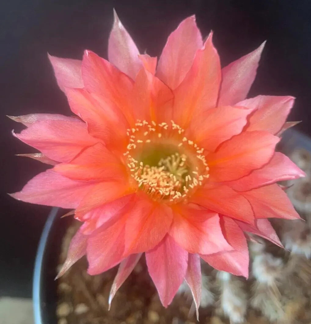 Echinopsis,Hybrid,FLUFFY RUFFLES,Profuse,Blooming, Cereus,Plant,Cactus,Succulent