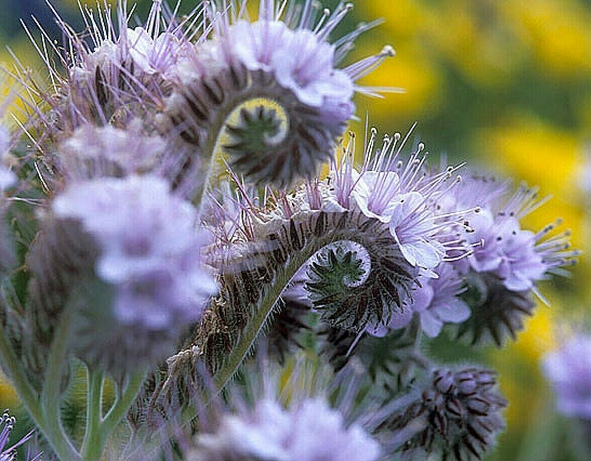 Lacy Scorpion-weed (Phacelia Tanacetifolia) 50+ seeds