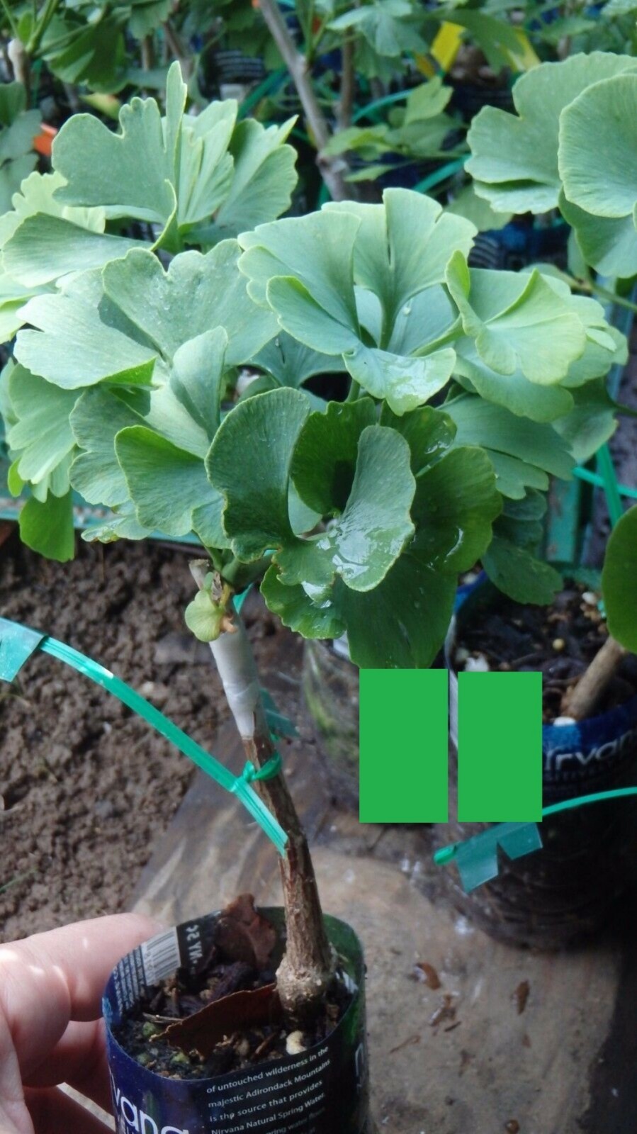 8-16” tall Slovakian Princess male ginkgo biloba, live grafted plant, 2 yo