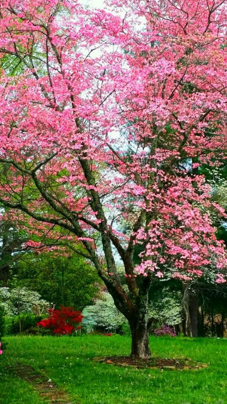 Princess Tree {Paulownia tomentosa} 100+ seeds Free US Shipping! Fast Growing