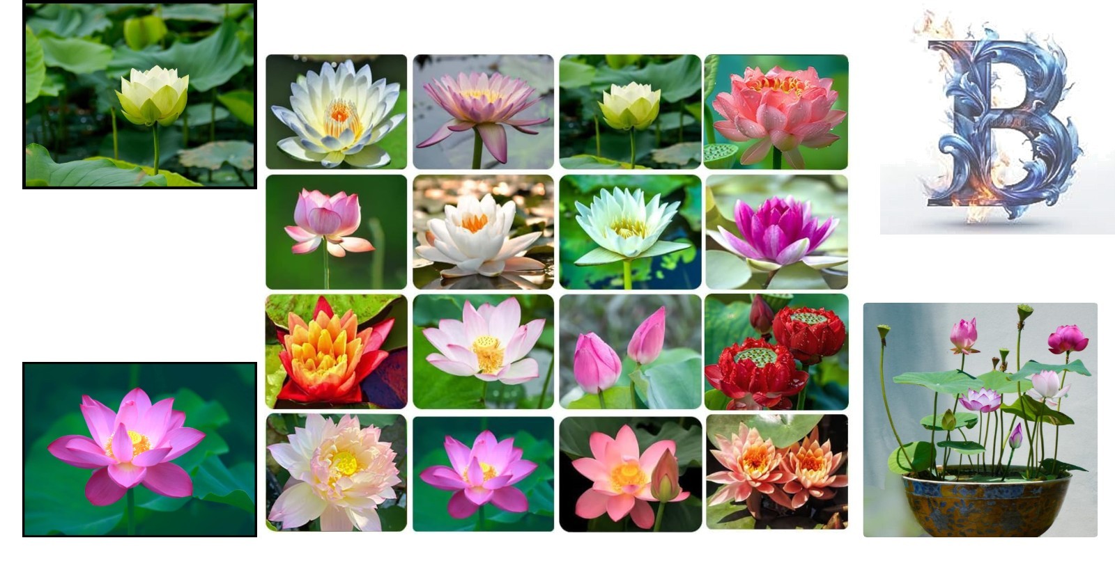 Beautiful 30PCS Bowl Lotus Seeds – Non-GMO Aquatic Plant for Tranquil Spaces