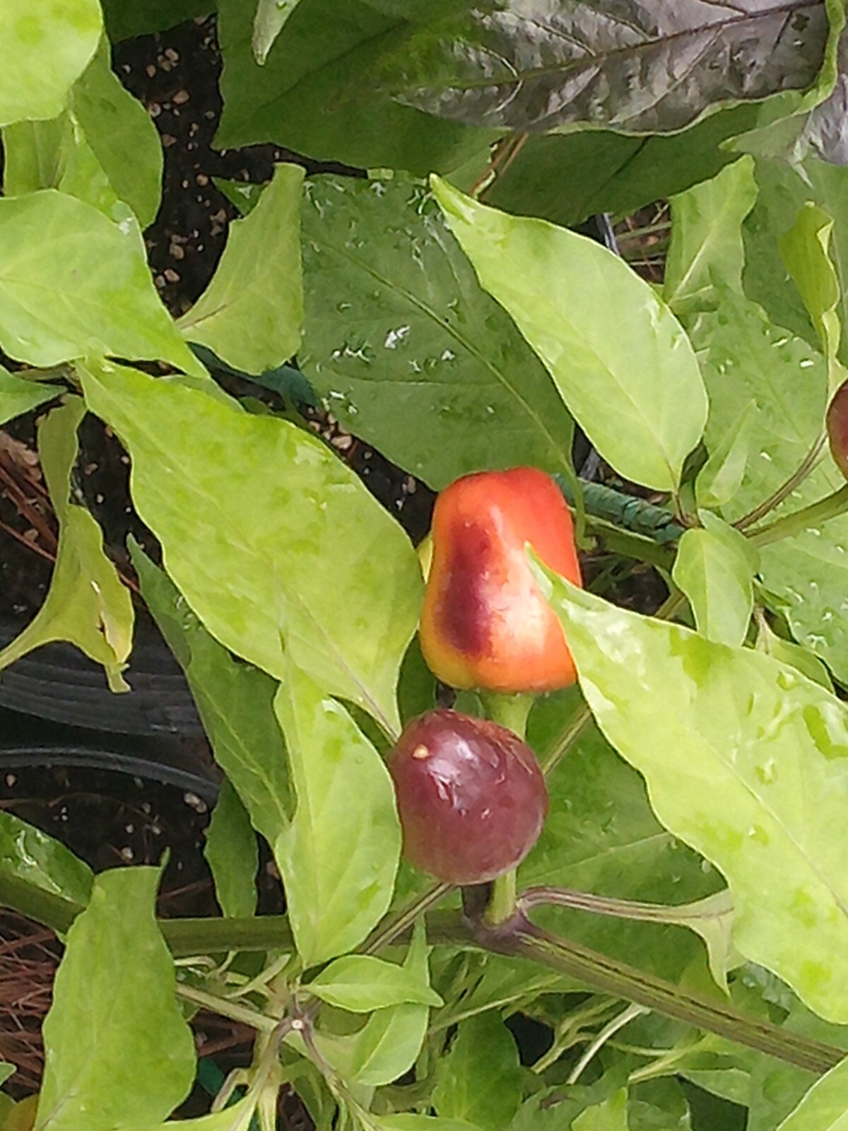 Purple Side Kick Pepper Seeds (Sweet&Spicy)
