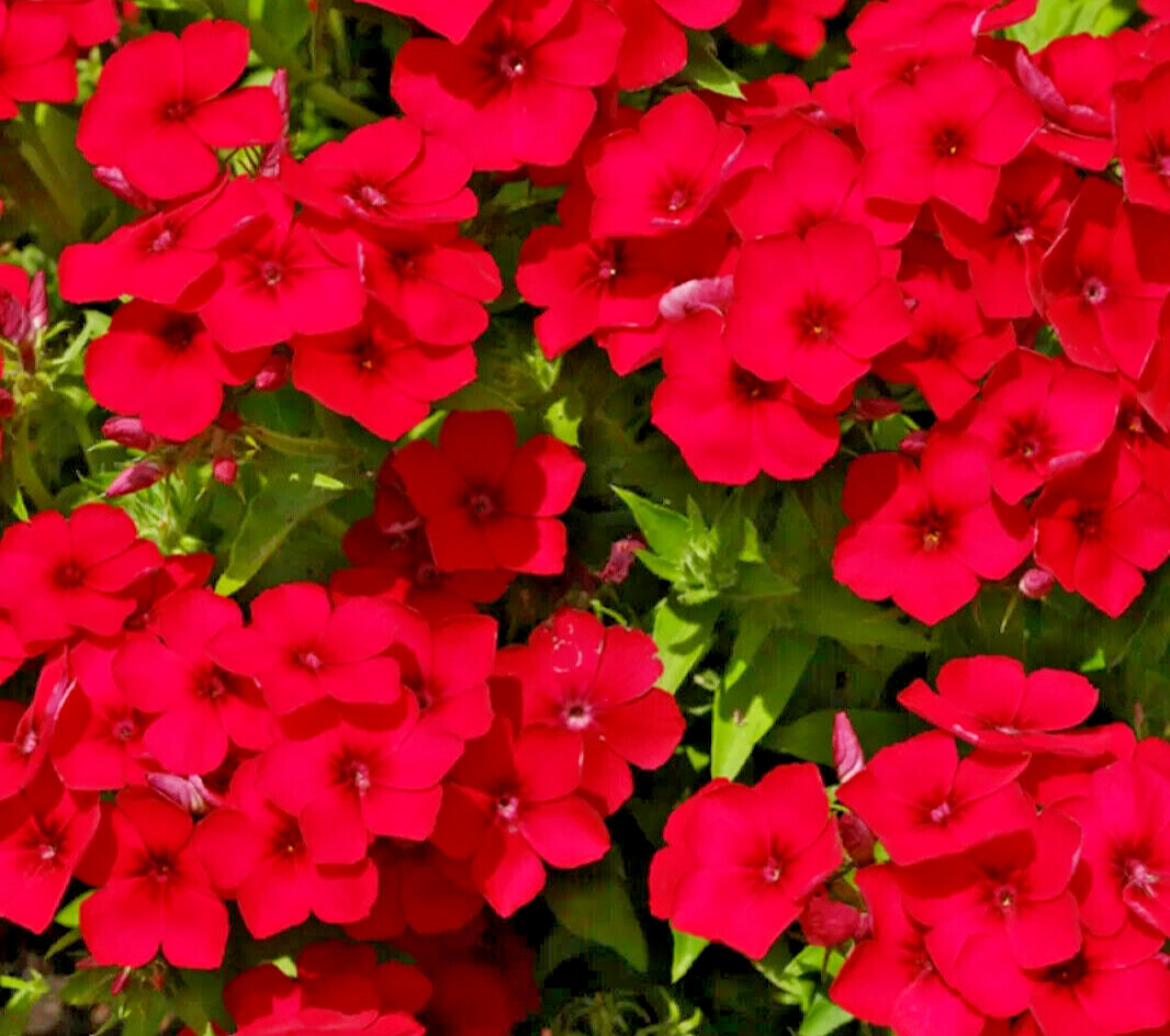 100 Red Scarlet Phlox Drummondii Flower Seeds | FREE SHIPPING | USA Seller