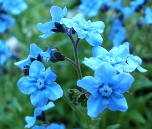 FORGET ME NOT CHINESE BLUE Cynoglossum Amabile – 5,000 Bulk Seeds