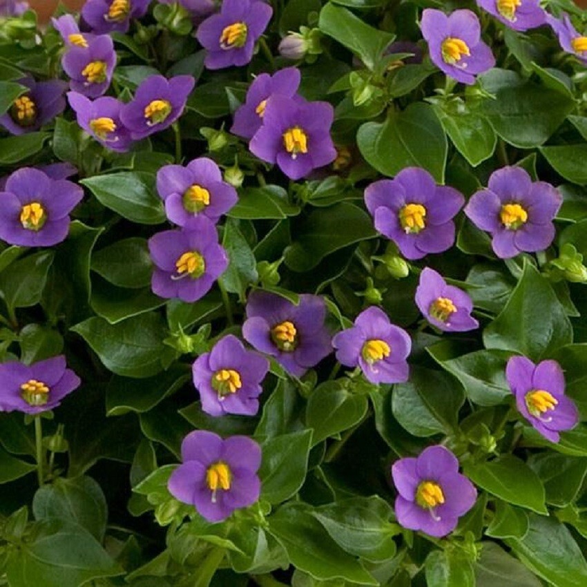 Exacum Royal Dane Deep Blue 25 Pelleted Seeds