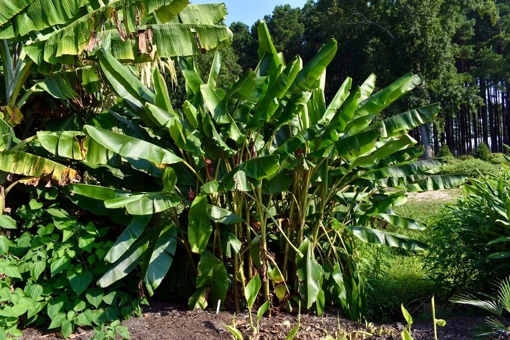 Banana Tree Seed Mix – Dwarf Pink Musa velutina & Dwarf Acuminata Tropical Fruit