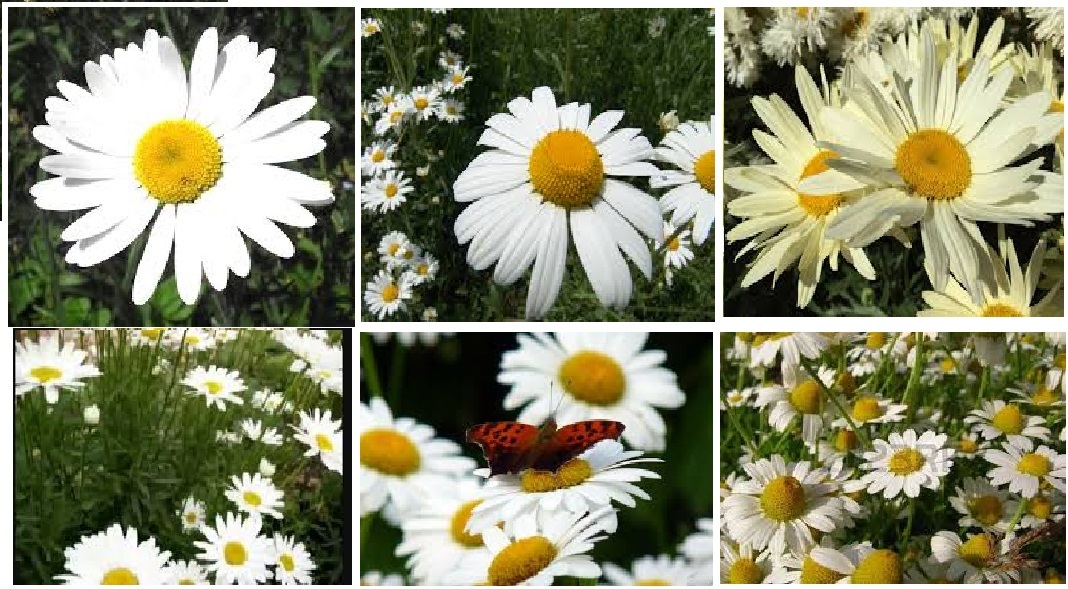 WILD PERENNIAL DAISY LARGE BLOOMS 100 SEEDS Home Grown USA Seller