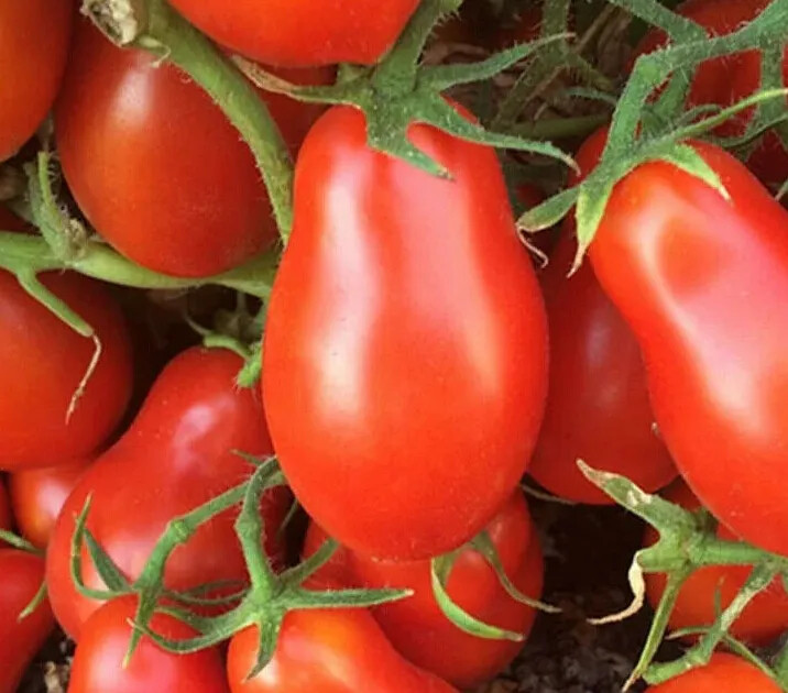 ITALIAN ROMA TOMATO SEEDS 50+ determinate GARDEN vegetables SAUCE FREE SHIPPING