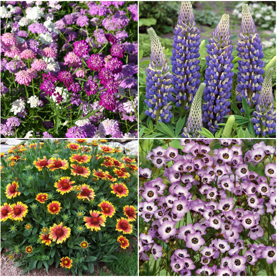 Birds, Bees, Butterflies – 22 Species Pollinator Mix Flower Seeds | Variety Seed