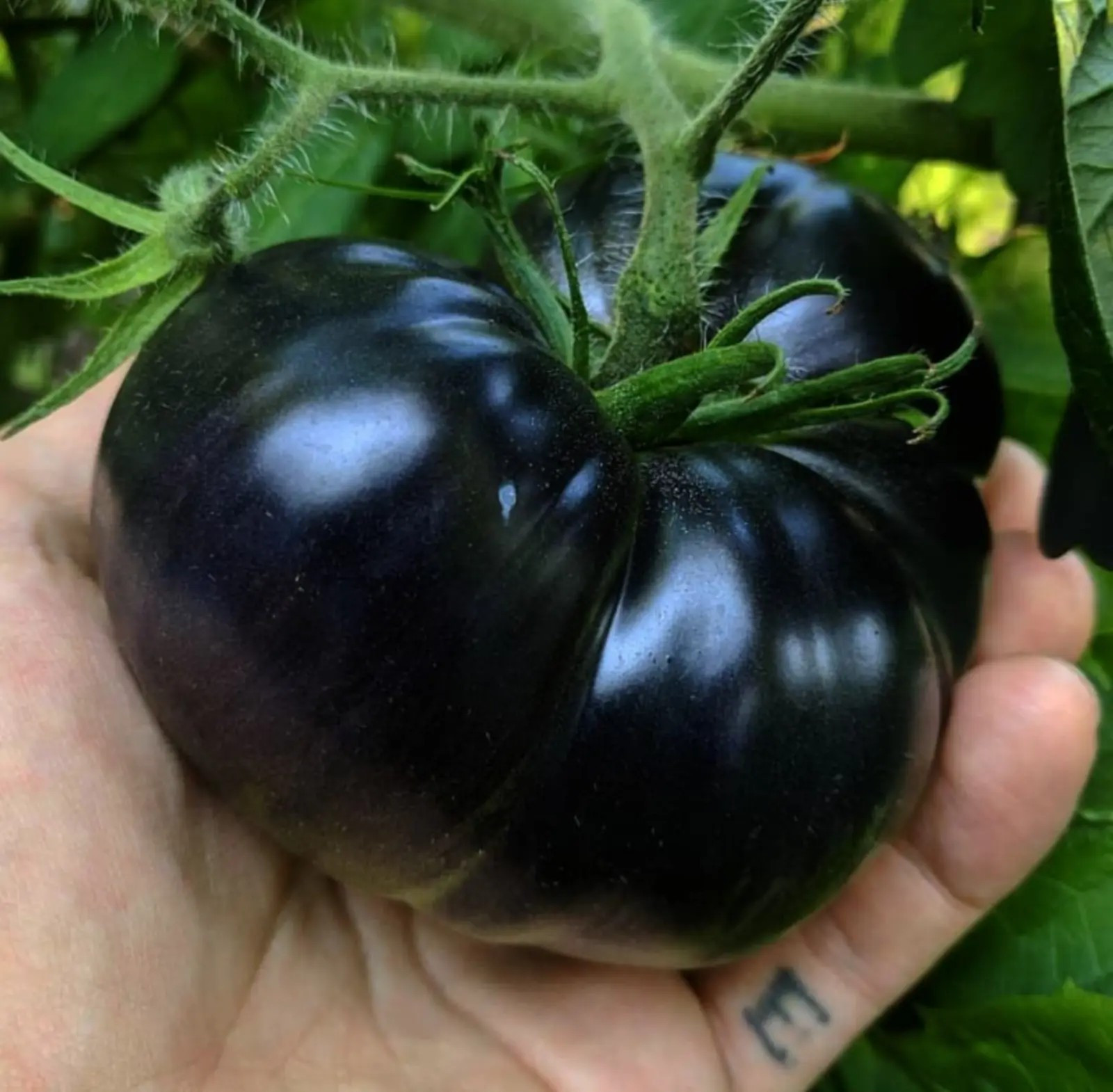 30+ Black Sea Man Tomato Seeds – Heirloom – Organic ———————- RARE