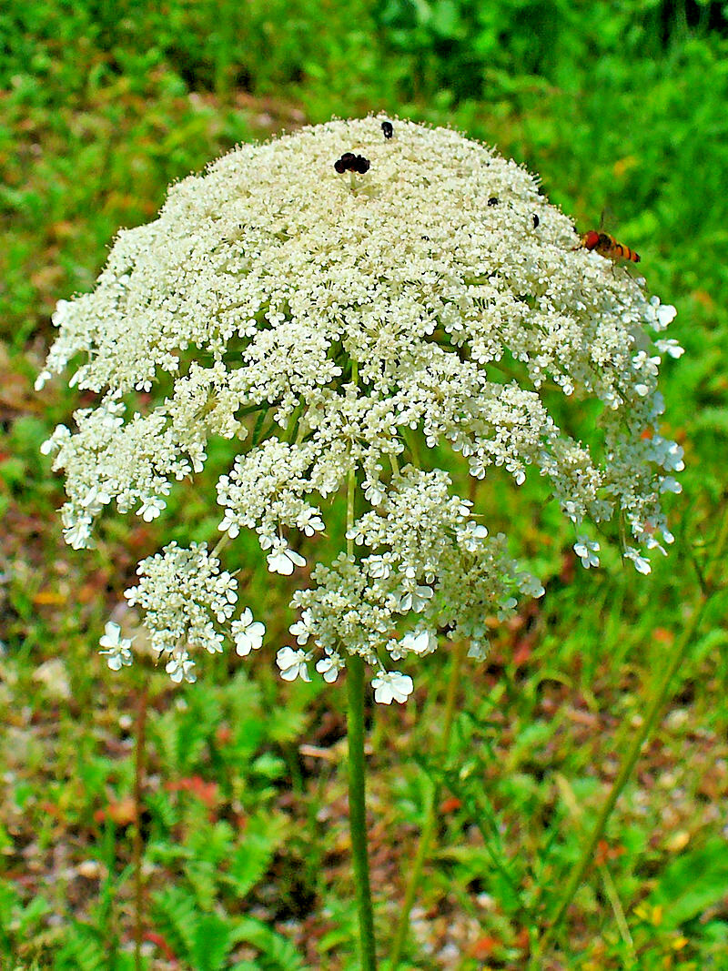 QUEEN ANNS LACE 1000 SEEDS, DAUCUS CAROTA, WILD CARROT, WILDFLOWER, BULK SEEDS