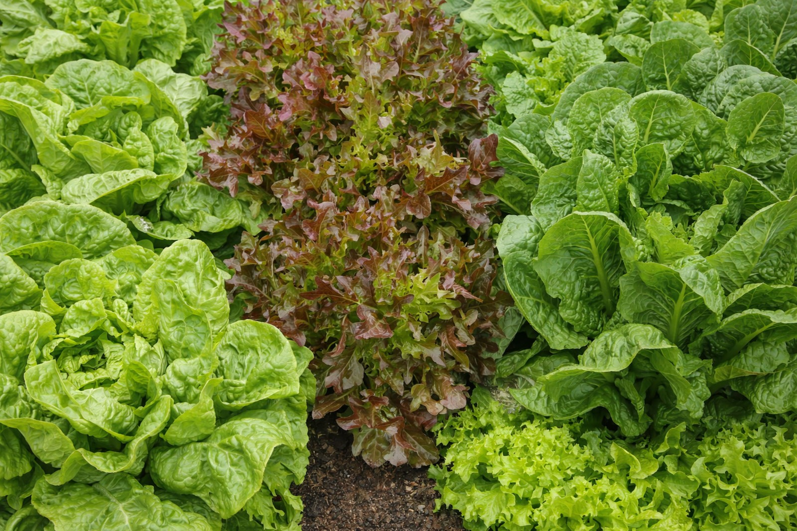 250 Serendipity’s Summer Fun Hot Weather -Heirloom Leaf Lettuce Seeds