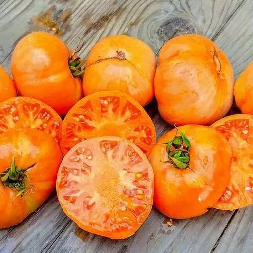 10+ Amana Orange Tomato Seeds – Heirloom – Organic – NON GMO — FRESH —- RARE