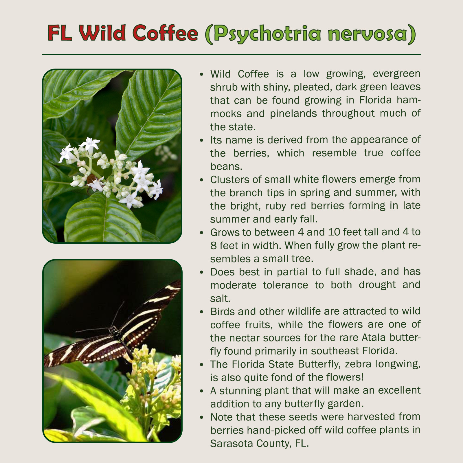 10 Florida Wild Coffee Seeds, Bird & Butterfly Attractor