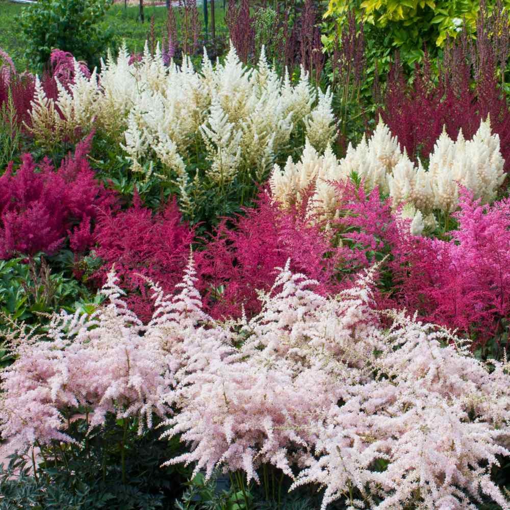 1000 Seeds Astilbe Seed Mix For Planting – Astilbe Arendsii Bunter Flower Seed