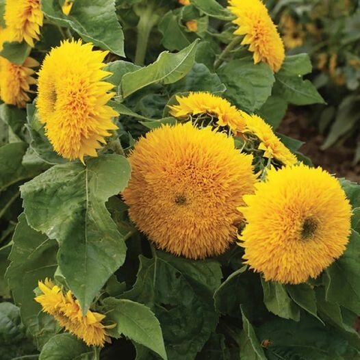 Teddy Bear Dwarf Sunflower Seeds – 50Pcs/pack – Non-GMO Heirloom Blooms