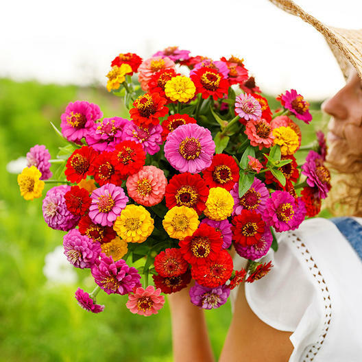 Zinnia LILLIPUT Mix elegans Mixed Colors Heirloom Pollinators Non-GMO 100 Seeds!