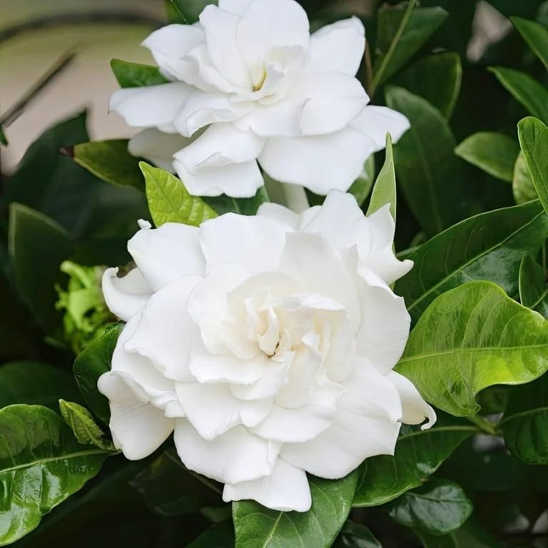 Elegant White Gardenia Seeds – 200+ Fragrant Perennial Blooms for Your Garden