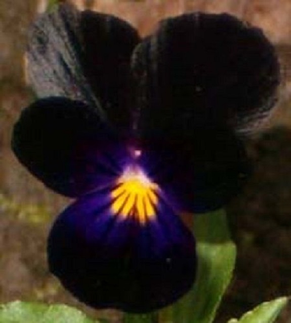 35+ Velvety Black Viola / Shade-Loving / Perennial Flower Seeds
